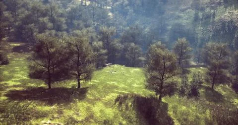 Green hillside with clusters of trees under bright sunlight during daytime Stock Illustration
