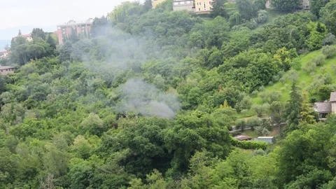 Green hillside densely covered with trees and vegetation. 库存影片 315163132