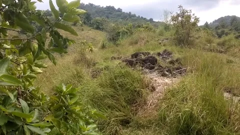 Green Hillside Landscape Stock Footage 329417575