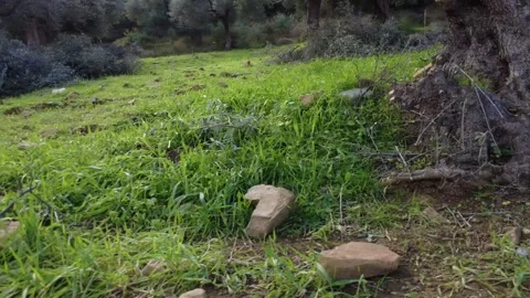 Green Hillside Olive Grove with Ancient Tree Trunk and Pruned Branches Stock Footage 343992946