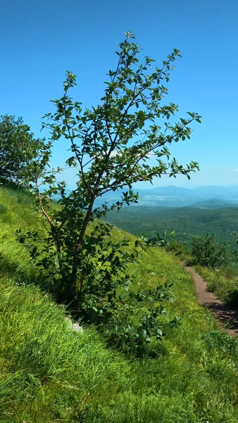 Green hillside under clear blue sky. Mount Rtanj, Serbia. Vertical 库存影片 342318114