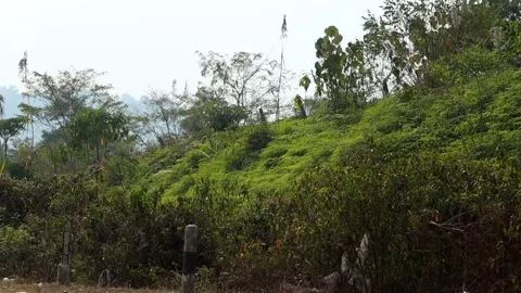 Green hillside vegetation with trees and natural rural landscape Stock Footage 328824718
