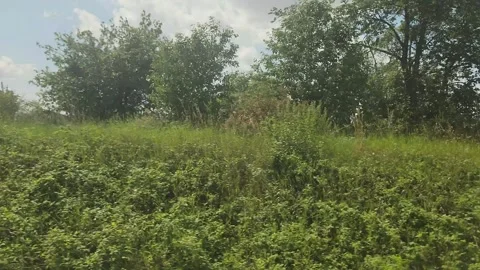 Green hillside with wild grass and trees 스톡 동영상 336818523