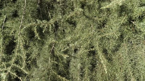 Green Himalayan pine tree branches moving in the wind Stock Footage 347817904