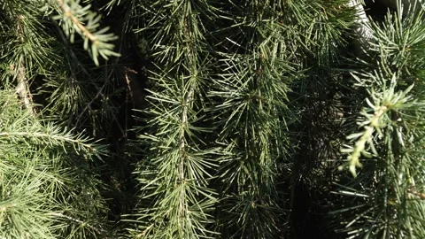 Green Himalayan pine tree branches swaying in the wind Stock Footage 347817912