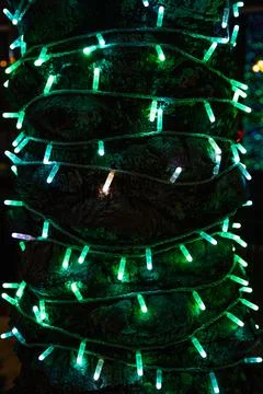 Green Holiday String Lights Wrapped Around Tree Trunk at Night Stock Photos