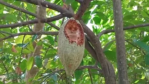 Green hollow cocoa fruit Stock Footage 315948780