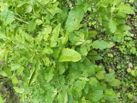 Green holy basil. Stock Photos