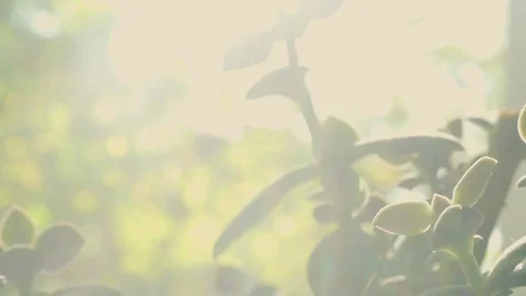 Green home plants in the sun. Close-up 库存影片 115447216