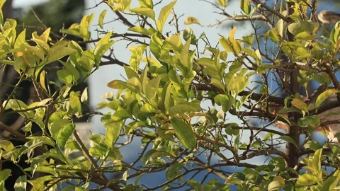 Green home tree best view in day light. Stock Footage 169288808