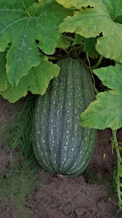 Green homegrown pumpkins Stock-Footage 344480000