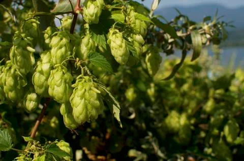 Green hop cones Stock Photos