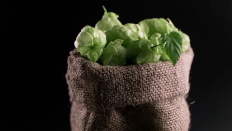 Green Hops In Burlap Sack Video stock 169935666