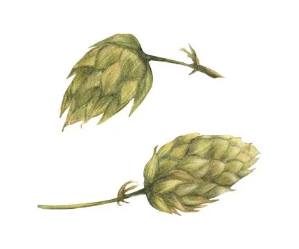 Green hops cones. Brewing ingredient for beer, plant harvest. Hand drawn Stock Illustration