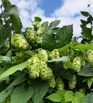 Green hops with cones on the sky Stock Photos