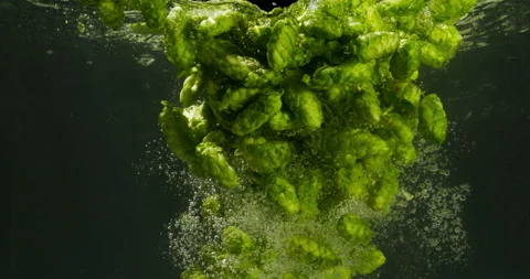 Green Hops Falling Into Water Stock Footage 144902911