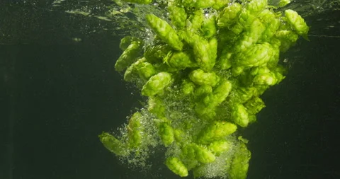 Green Hops Falling Into Water Stock Footage 144902915