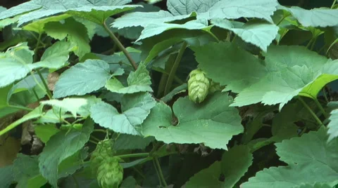 Green hops. Stock Footage 993776