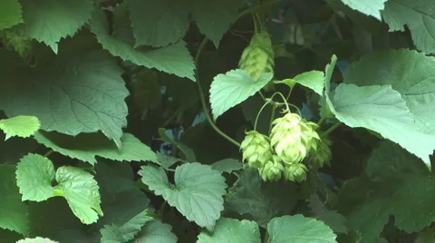Green hops. Stock Footage 2589523