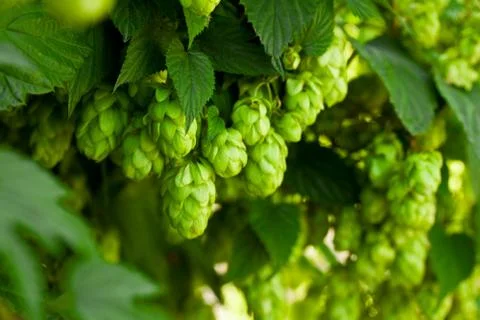 Green hops Stock Photos
