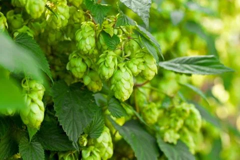Green hops Stock Photos
