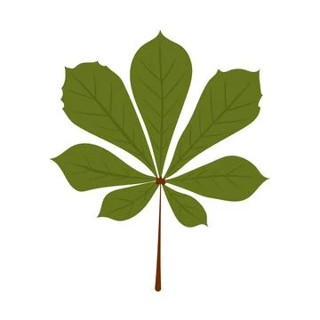 Green horse chestnut leaf with stem isolated on white background Stock Illustration