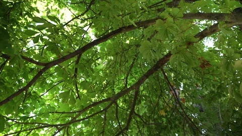 Green horse chestnut tree canopy with leaves moving gently in a light breeze Stock Footage 342818066