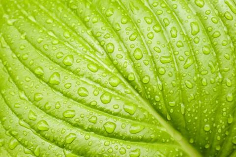 Green Hosta leaf with rain drops close-up Foto stock