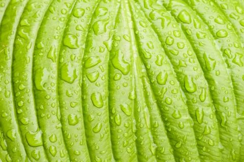 Green Hosta leaf with rain drops close-up Foto stock