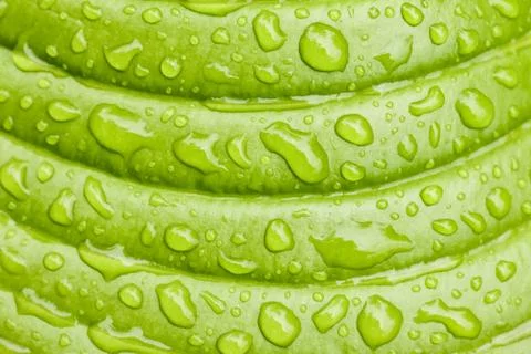 Green Hosta leaf with rain drops close-up Stock-Fotos