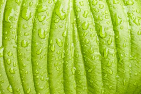 Green Hosta leaf with rain drops close-up 写真素材