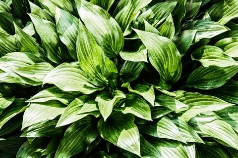 Green Hosta Leaves 库存照片