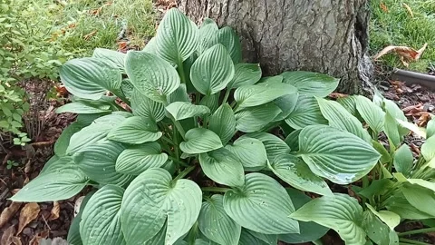 Green hosta leaves swaying gently in the wind  close up nature footag Stock Footage 321617452