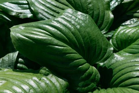 Green Hosta Leaves under the sun Фото