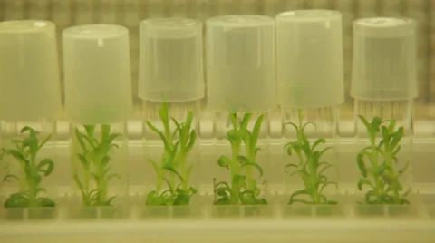 Green House Closeup Testing &amp; Quality3.mp4 Stock Footage 39511404