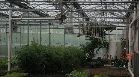 Green House 動画素材 594399