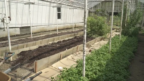 GREEN HOUSE 스톡 동영상 102742698