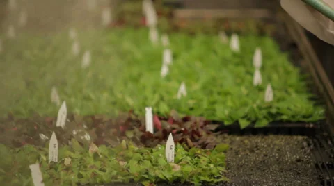 Green House Irigation System3.mp4 Stock Footage 39511745