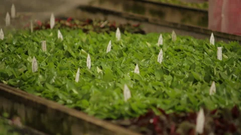 Green House Irigation System4.mp4 Stock Footage 39511550