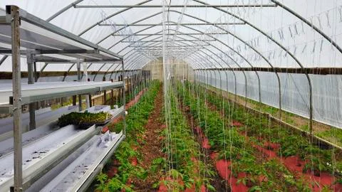 Green House with New Tomato Plants Growing Stock Photos