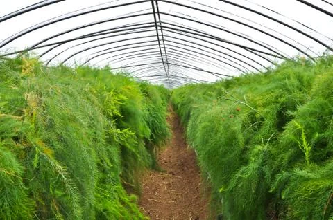 Green house Stock Photos