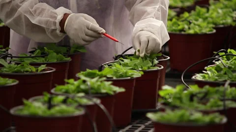 Green House Sample Picking 3.mp4 Stock Footage 39511334