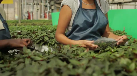 Green House Sample Picking.mp4 Stock Footage 39511705