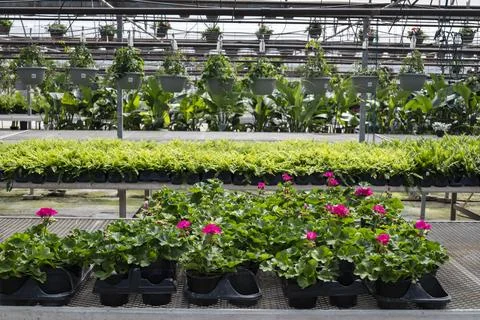 Green house store Stock Photos