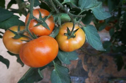 Green house vegetable Foto stock