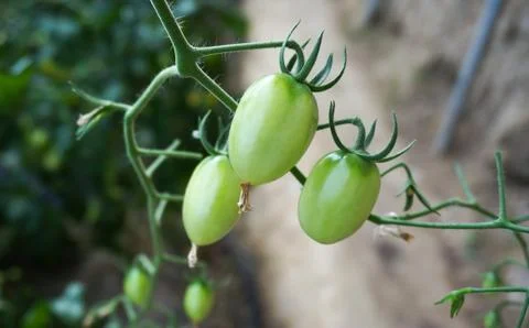 Green house vegetable Foto stock