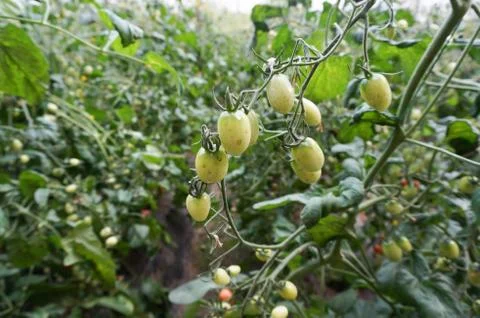 Green house vegetable Stock Photos