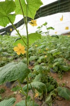 Green house vegetable Stock Photos
