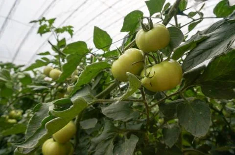 Green house vegetable Stock Photos