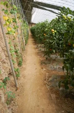 Green house vegetable Stock Photos